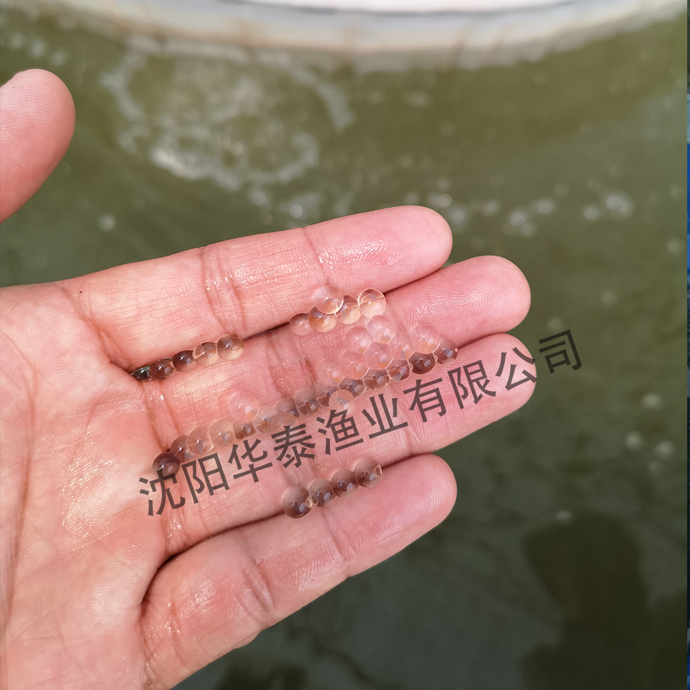 &#24320;&#20113;&#32593;&#39029;&#29256;